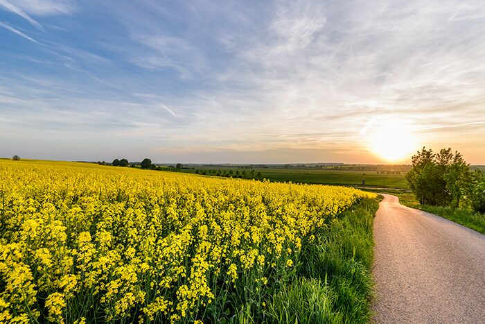 Berliner Umland: Wohnträume zwischen Natur und Stadt